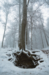 Winter forest