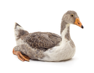 One grey domestic goose sitting.