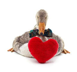 Domestic goose with bow tie and red heart.