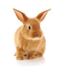 Little ginger rabbit sitting on white.