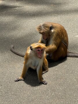 two monkeys on the ground playing