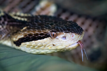 Costa Rica Jumping Viper with forked tongue