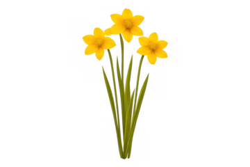 Three bright yellow daffodils blooming, celebrating spring and growth, creating a fresh floral arrangement on transparent background
