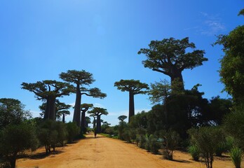 Merveilles des Baobabs