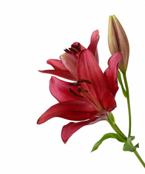 Beautiful Lily flower isolate on white
