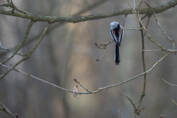 Rear View of Long-tailed Tit Perched on Bare Branch in Winter Woodland