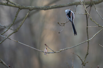 Rear View of Long-tailed Tit Perched on Bare Branch in Winter Woodland