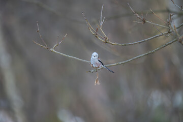 Cute Long-tailed Tit Looking at Camera While Perched in Winter Forest