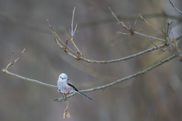 Cute Long-tailed Tit Looking at Camera While Perched in Winter Forest