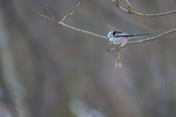 Side Profile of a Long-tailed Tit Perched on a Budding Winter Twig
