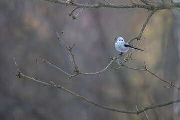 Long-tailed Tit Perched in Wide-Angle Winter Woodland Scene