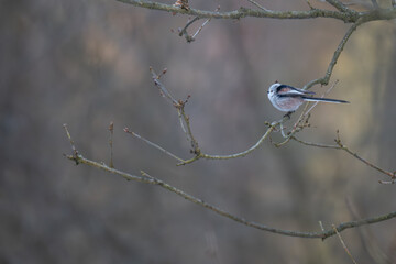 Long-tailed Tit Perched on Horizontal Winter Branch in Soft Focus Forest