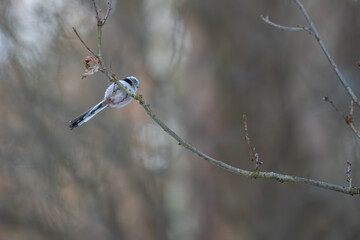 Long-tailed Tit Perched on Horizontal Winter Branch in Soft Focus Forest