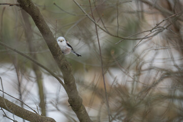 Long-tailed Tit Perched on Horizontal Winter Branch in Soft Focus Forest