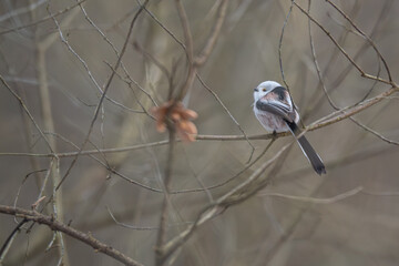 Long-tailed Tit Perched on Horizontal Winter Branch in Soft Focus Forest