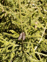 (Picea orientalis) slightly drooping shoots of Caucasian spruce clothed with short dark green leaves needles like, bearing brown pendulous cylindric-conic cones surronded of smoothly scales
