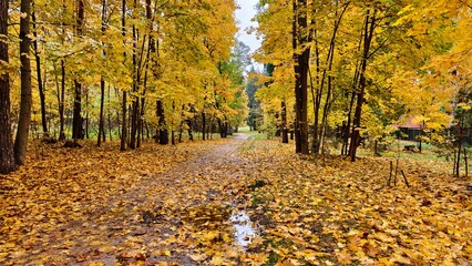 A dirt pathway with a puddle passes past red brick buildings through the grassy lawns of a park strewn with fallen leaves. Deciduous trees are covered with leaves of yellow colors. Overcast autumn