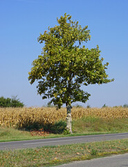 One deciduous tree at corn maize fields summer day
