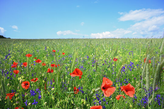 Red poppies growing in a lush field of wildflowers with green grass, colorful flowers, and young wheat. Scenic rural meadow on a sunny day, natural floral background. - Powered by Adobe