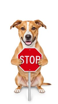 dog holding a red stop sign, road sign, solid white background