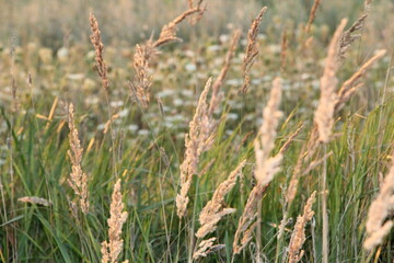 Fototapeta premium Wheat in the green