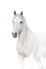 White horse on white