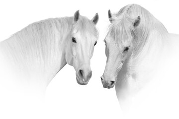 Couple  horse portrait on white