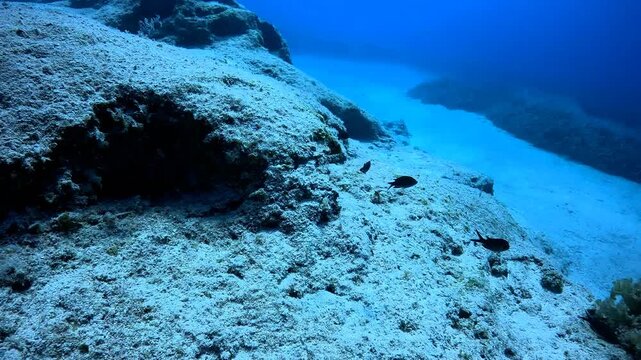 Schoo of fish swimming in the deeper sea. Vivid blue, rocky seascape, underwater video from scuba diving. Stones and marine life, travel footage. Scuba diving trip, fish and ocean.