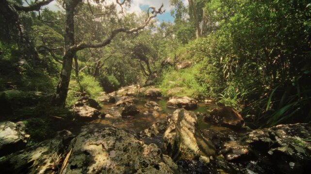 Serene forest collection, Calm natural environment showing botanist collecting samples beside tranquil creek