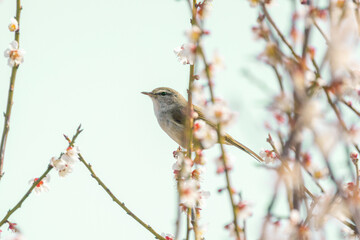 梅の木の枝にとまるウグイス