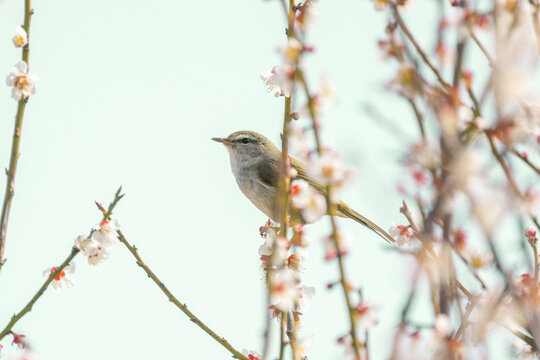 Uguisu」の写真素材 | 18,494件の無料イラスト画像 | Adobe Stock
