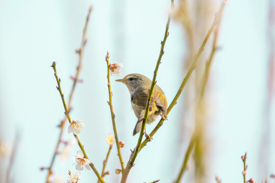 うぐいす」の写真素材 | 18,458件の無料イラスト画像 | Adobe Stock