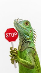 iguana holding a red stop sign, road sign, solid white background