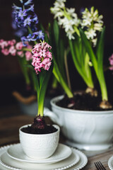 Beautiful home decor with fresh bulbous hyacinth. Seasonal flowers in house interior and design. Easter celebration, idea for family dinner table with floral centrepiece. Cozy atmosphere