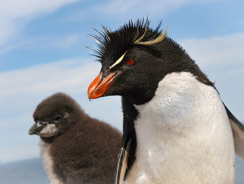 Ping&uuml;ino de penacho amarillo y cria.