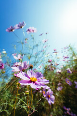 青空に咲くコスモスの花畑