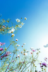 青空に咲くコスモスの花畑