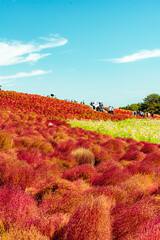 国営ひたち海浜公園のコキアとコスモスの秋景色
