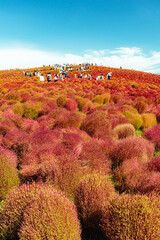 国営ひたち海浜公園 コキアの紅葉と秋空