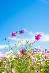 青空に咲くコスモスの花畑