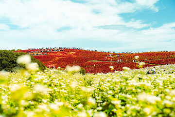 国営ひたち海浜公園のコキアと白い花の秋風景