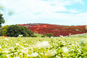 国営ひたち海浜公園のコキアと白い花の秋風景