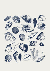 Tropical vector underwater style poster of corals and seashells collection Isolated on white background. Card for interior design, prints, fabric or background.