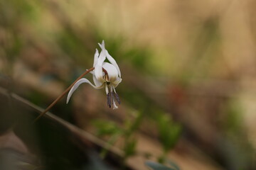 fiore di dente di cane in primavera nel bosco