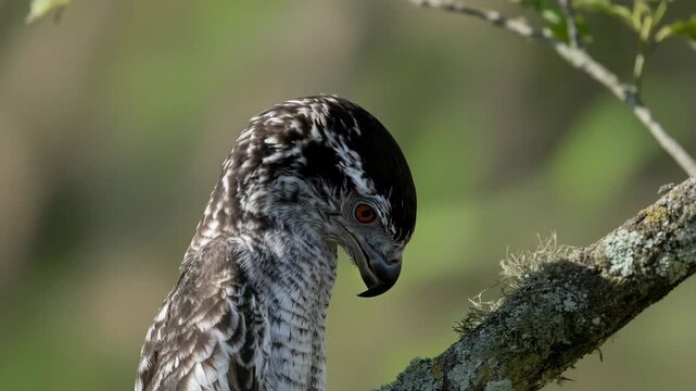 Mysterious potoo bird staring from tree trunk in misty rainforest