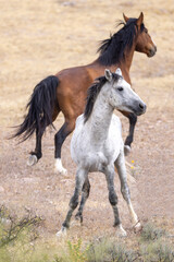 Gray Dapple Wild Horse Stallion Fighting a Bay wild horse stallion at Salt River Arizona United States
