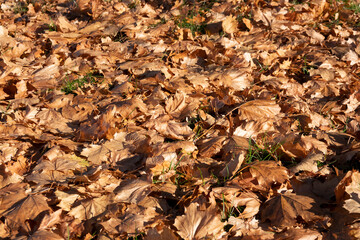 Fallen autumn leaves in the forest