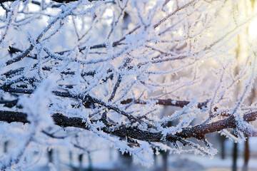 Obraz premium Frost covered tree branches in winter morning light, creating a natural icy pattern and seasonal texture.