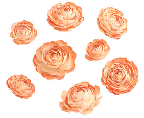 Different sizes of flowers arranged in a random pattern on a white background.  