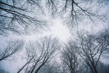 Winterwald von unten fotografiert.